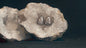 Natural Howlite Stud Earrings